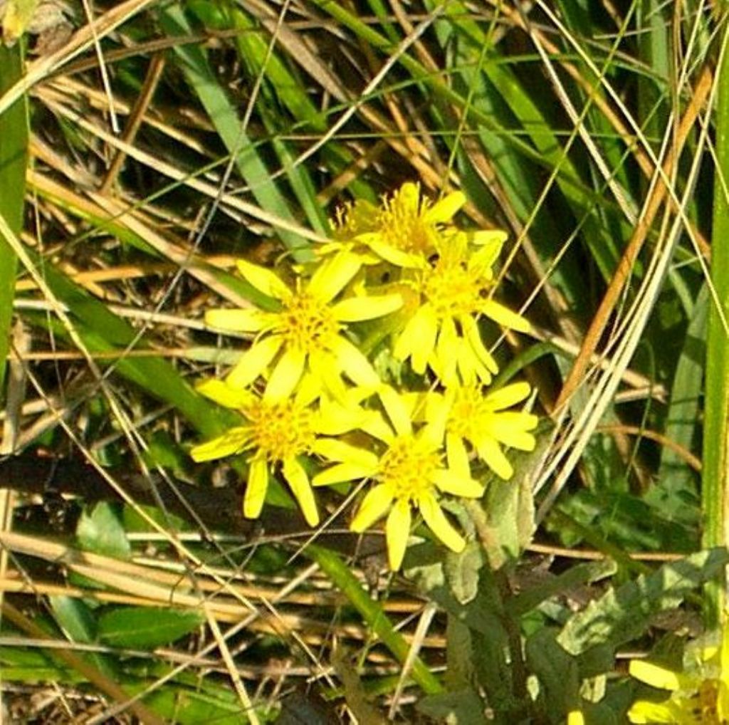 Dittrichia viscosa